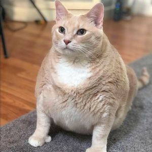 Meet your Posher, Ley